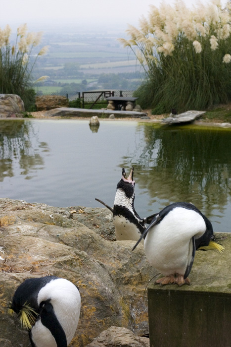 Penguins, Whipsnade Wild Animal Park