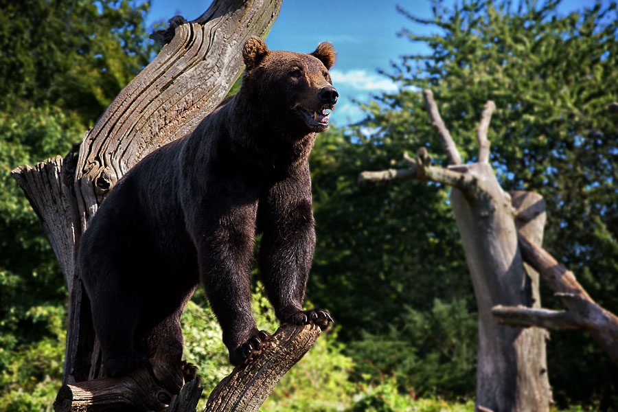Brun bjørn, Zoologisk Have