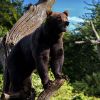 Brun bjørn, Zoologisk Have