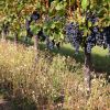 Vignoble de Bergerac